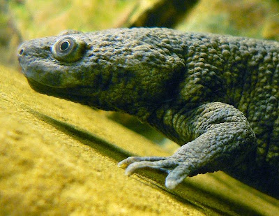 Características, alimentação, reprodução e distribuição da Salamandra de costelas salientes  (Pleurodeles waltl).