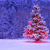 Wallpapers de Navidad - Feliz Navidad - árbol en el bosque decorado con rojo 
