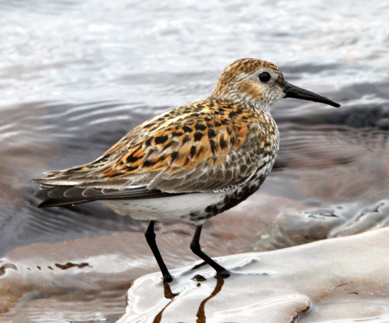 Fly Flatts Dunlin