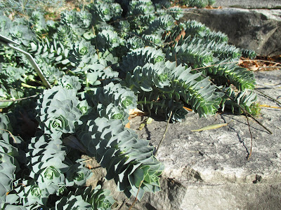 A Garden Diary February 2011