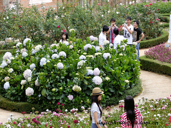 Vườn hoa Minh Tâm Vuon+hoa+Minh+Tam+01