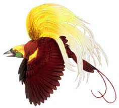 Apakah Burung Phonix Memang Ada Wivrit Com