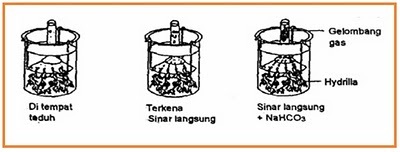 Kumpulan Soal Try Out Soal Ujian Nasional SMA Biologi