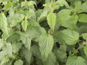 Lauren's Bane (Stinging Nettle)