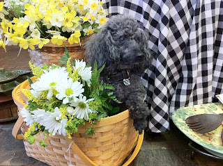 Dog Days of Summer - Stein Your Florist Co. Dog Days of Summer - Stein Your Florist Co.