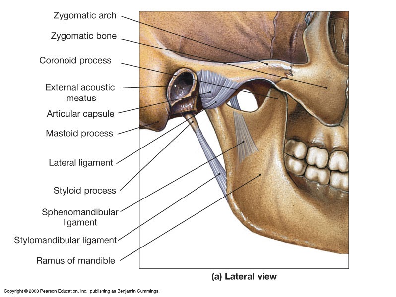 Anatomy of the Temporomandibular(TMJ) joint Journal of Dentistry