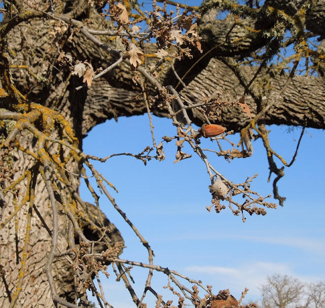 Looking at Deciduous Oak Trees in Winter