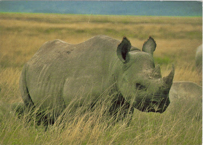 Rhino at Ngorongoro Crater, Tanzania