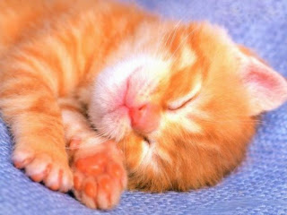 cat sleep wallpaper hd