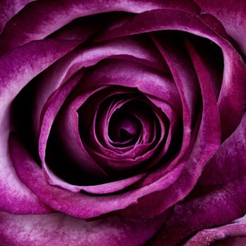 "Purple Rose"