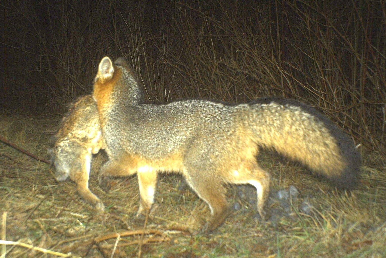 fox vs coyote fox vs coyote