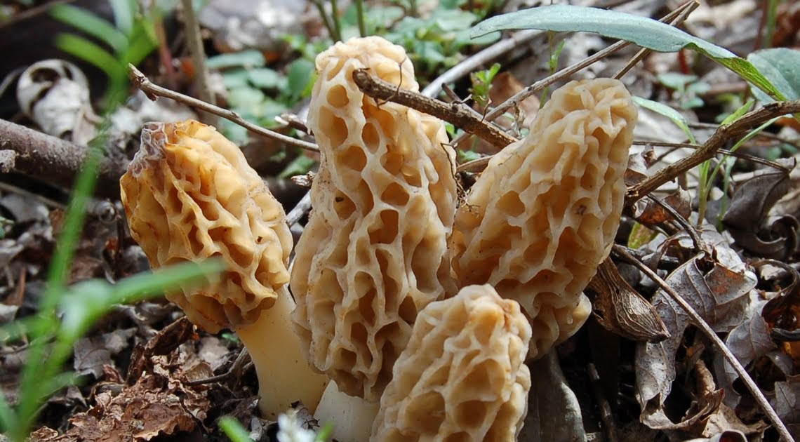 Mid Missouri Morels and Mushrooms If the morels won't come to you, go