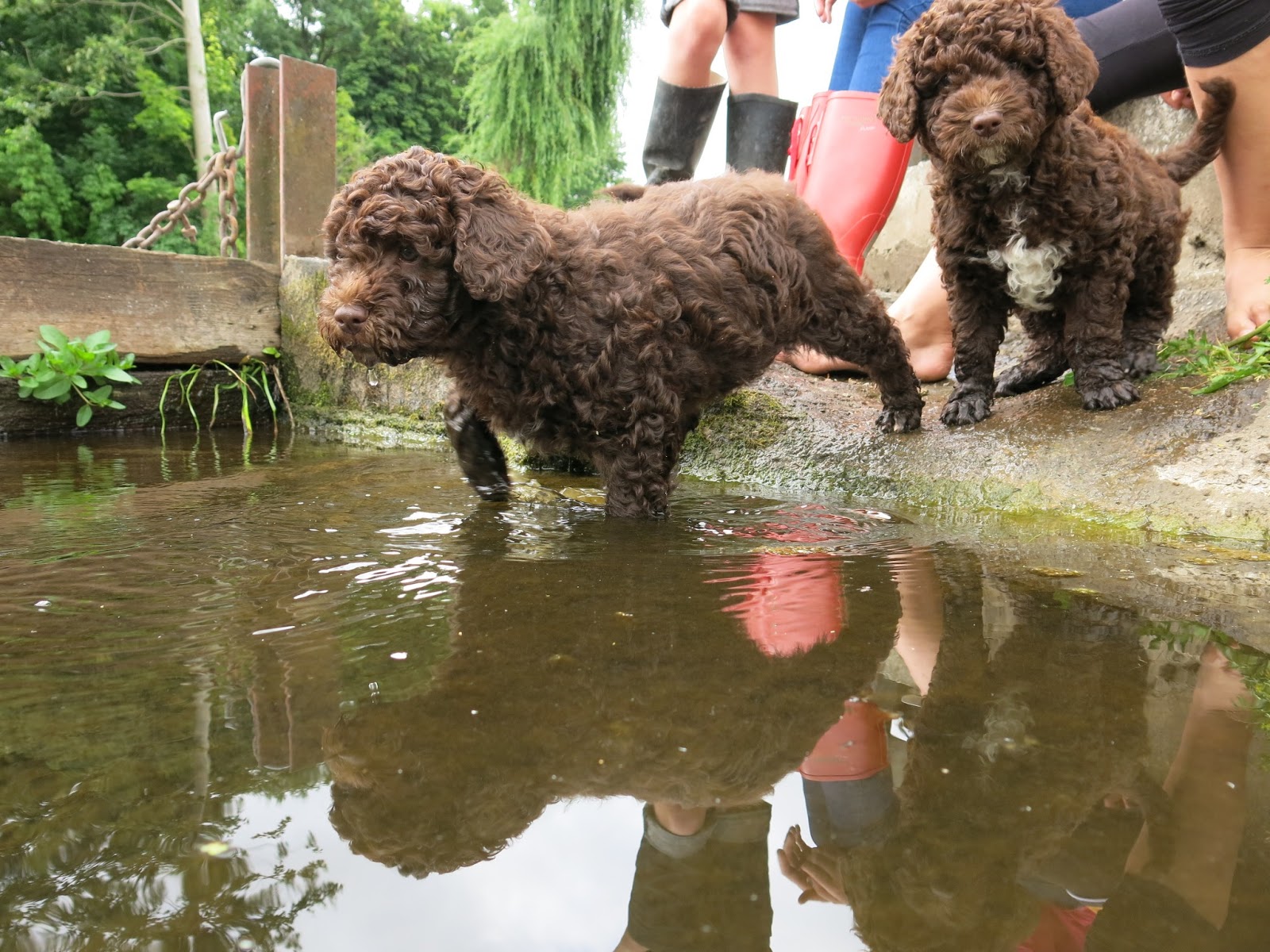 Flexi´s and Zamora´s Puppies, Flexis och Zamoras valpar, Spansk