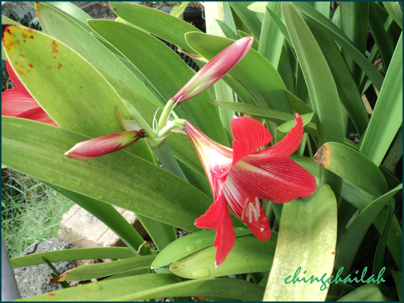 Simple Living In Nancy GROWING RED TRUMPET LILY (AMARYLLIS/HIPPEASTRUM