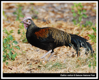 ayam hutan hewan NTT
