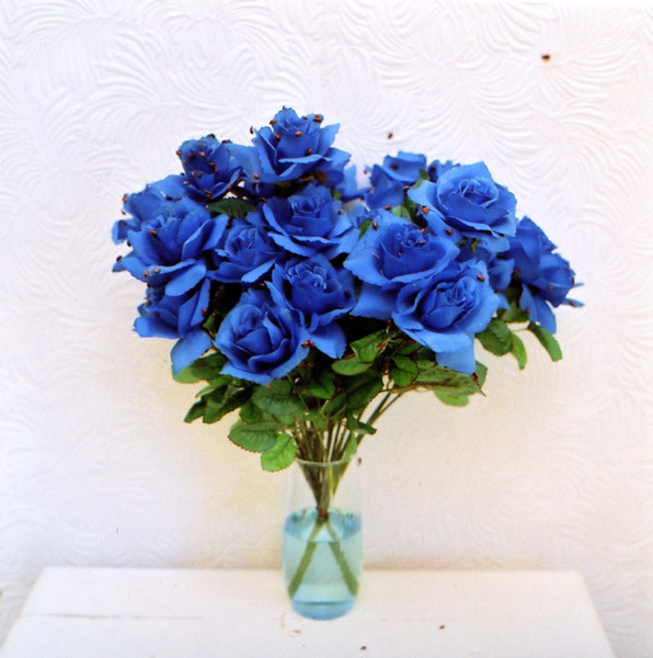 Chaska Pictures Blue roses meaning