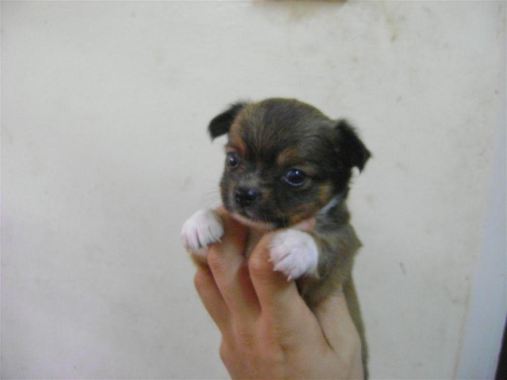 Diamond Kennel Tiny taiwan show line chihuahua chiwawa puppies