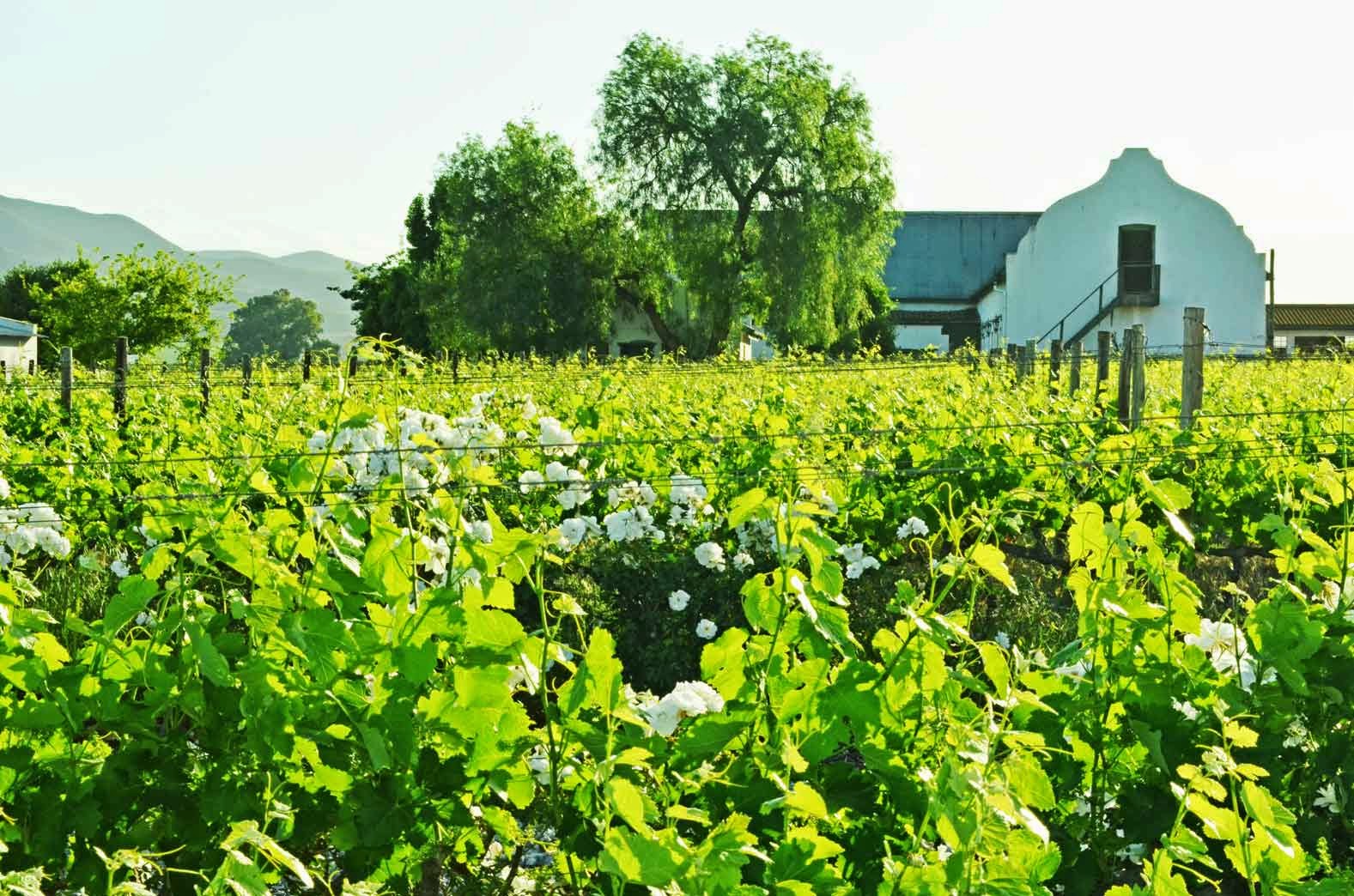 . Excelsior Wine Estate, Robertson