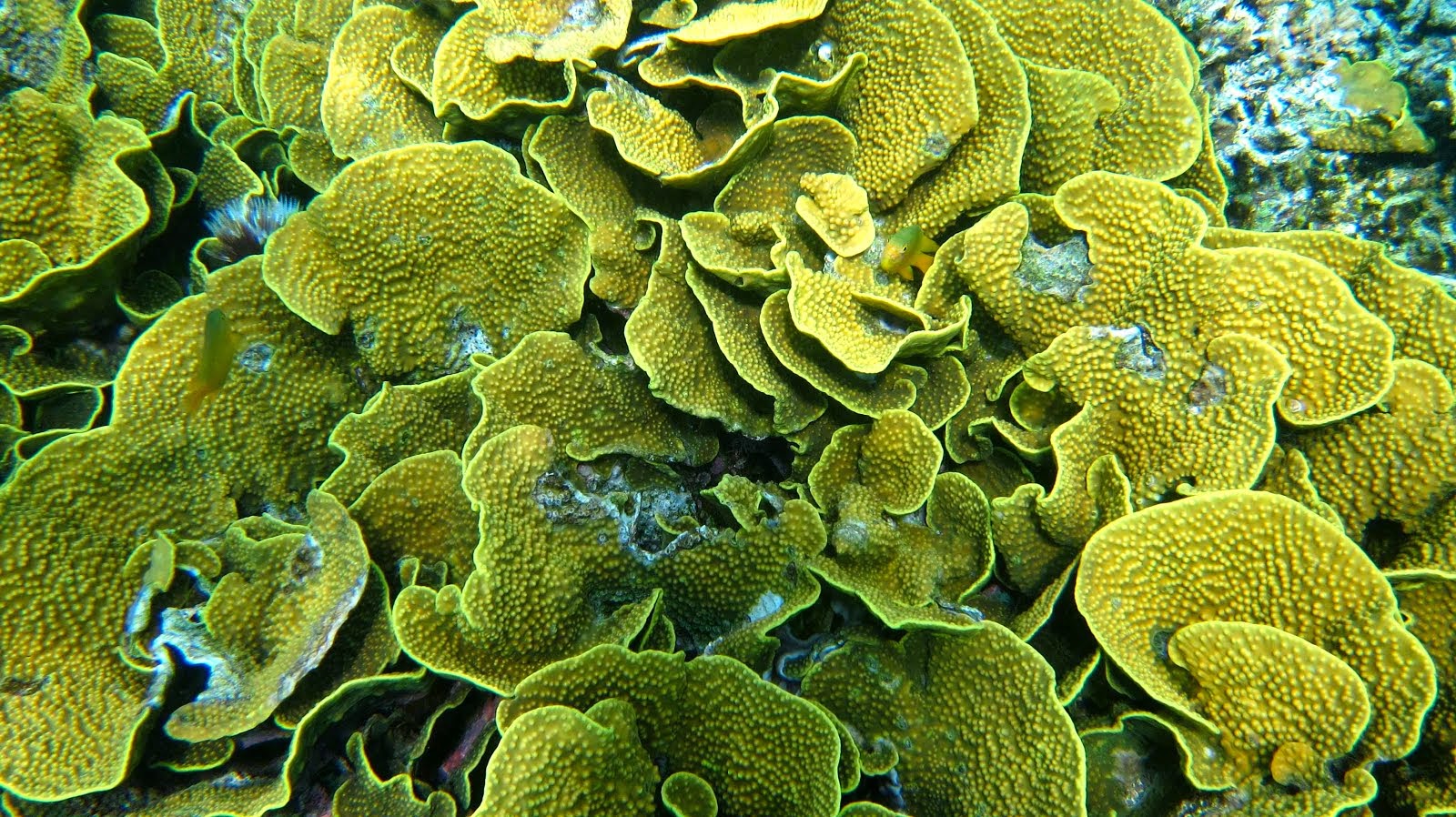 Corail en pétales de fleurs