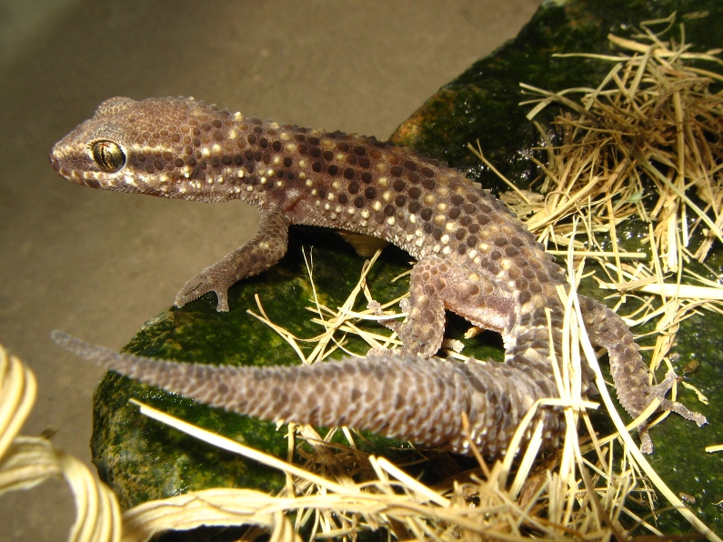 Lagartijas del Departamento de Lima Phyllodactylus+sentosus