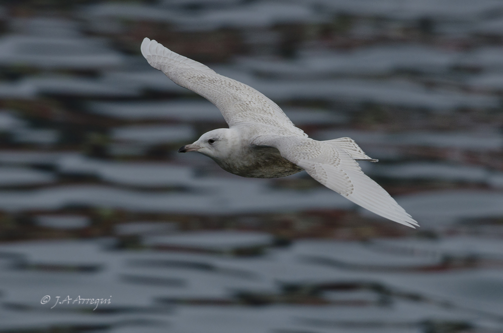 Gaviota polar o groenlandesa, Larus glaucoides, Iceland Gull. Gaviota polar o groenlandesa, Larus glaucoides, Iceland Gull.