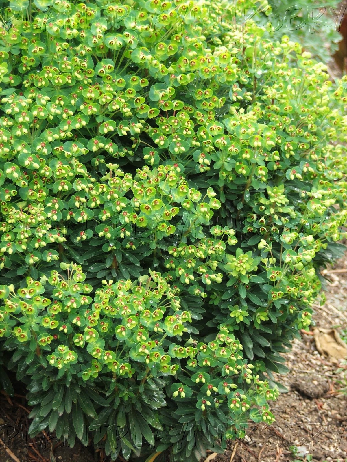 Gardening with the Clouds morningsun herb farm, vacaville
