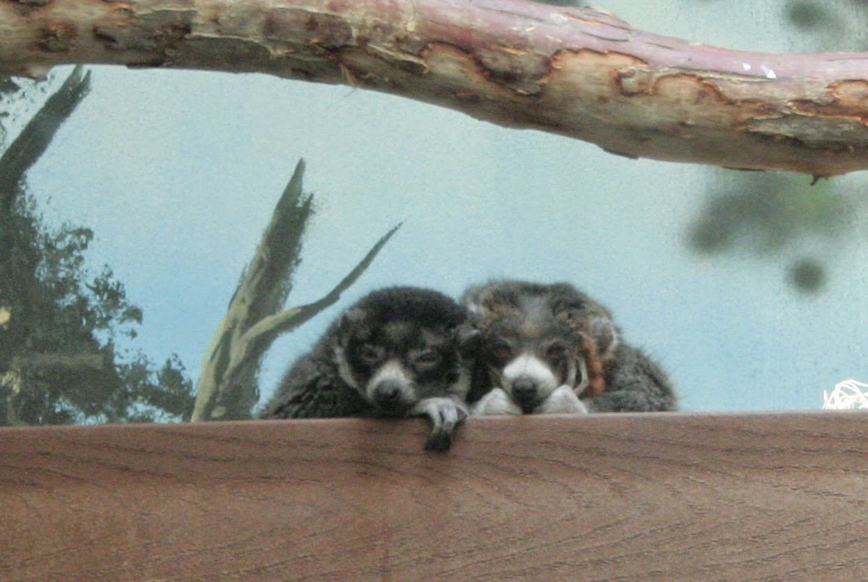 Denver Zoo Monkeys Denver Zoo Monkeys