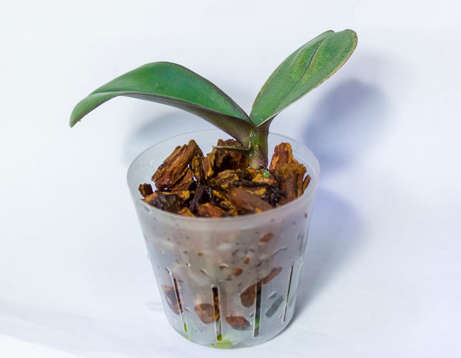 Maria's Orchids Second phal keiki removed from mother plant