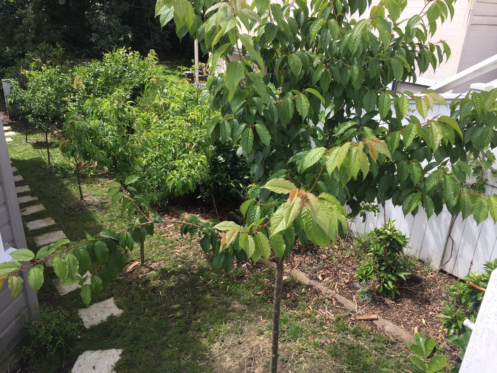 Citrus Enthusiast The Citrus Hedge