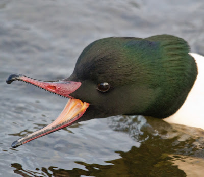 http://2.bp.blogspot.com/-xJXtMuUnU3g/Ua3n76cP2GI/AAAAAAAALtU/xKX1b-wXxyc/s1600/Goosander.jpg