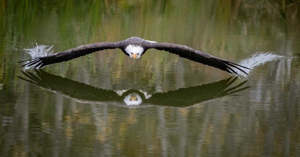Best Nature Documentaries Hd Best Nature Documentaries Hd