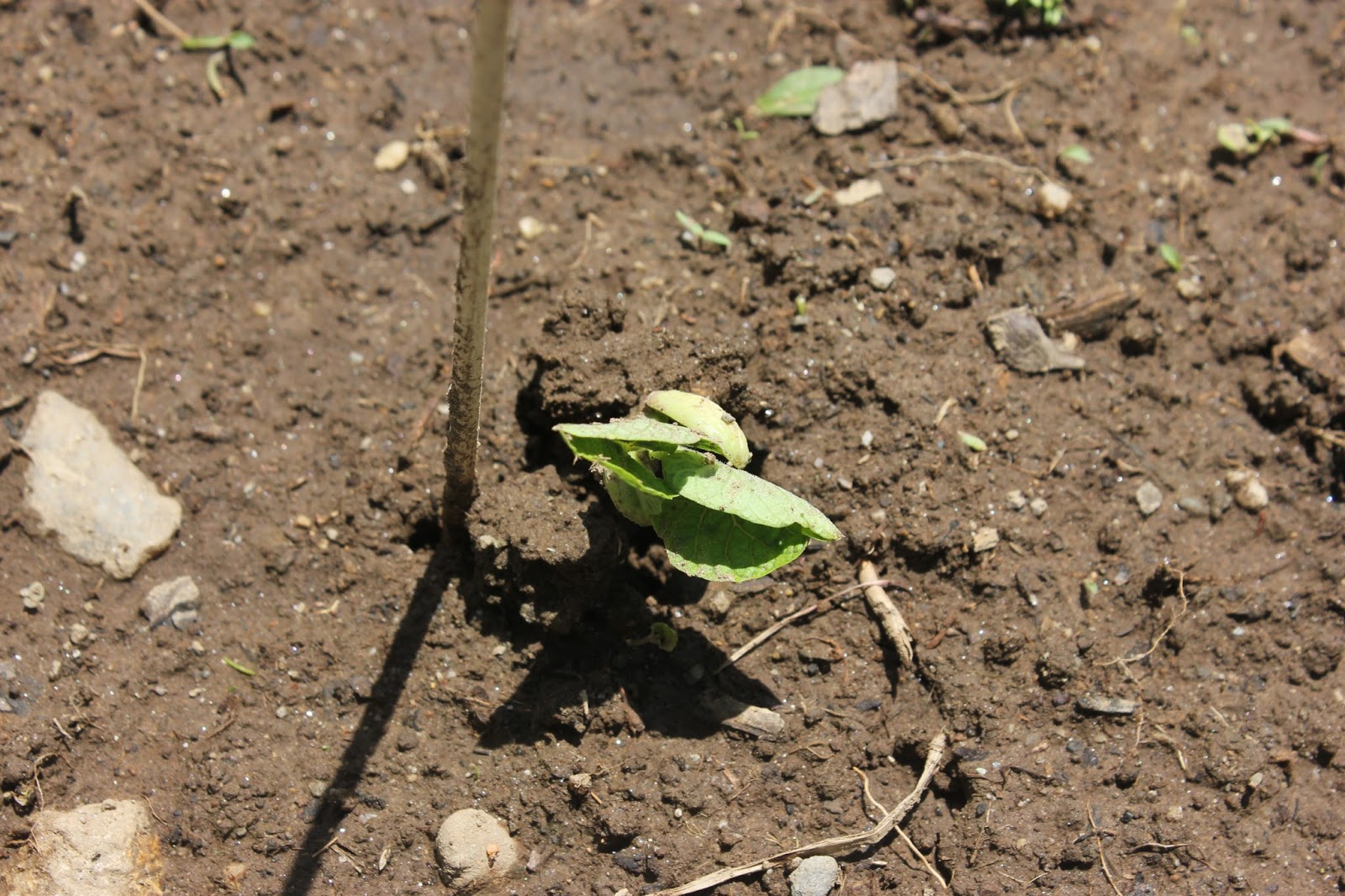 Spacemaster Cucumber Seed Sprouting Cucumber Seedling