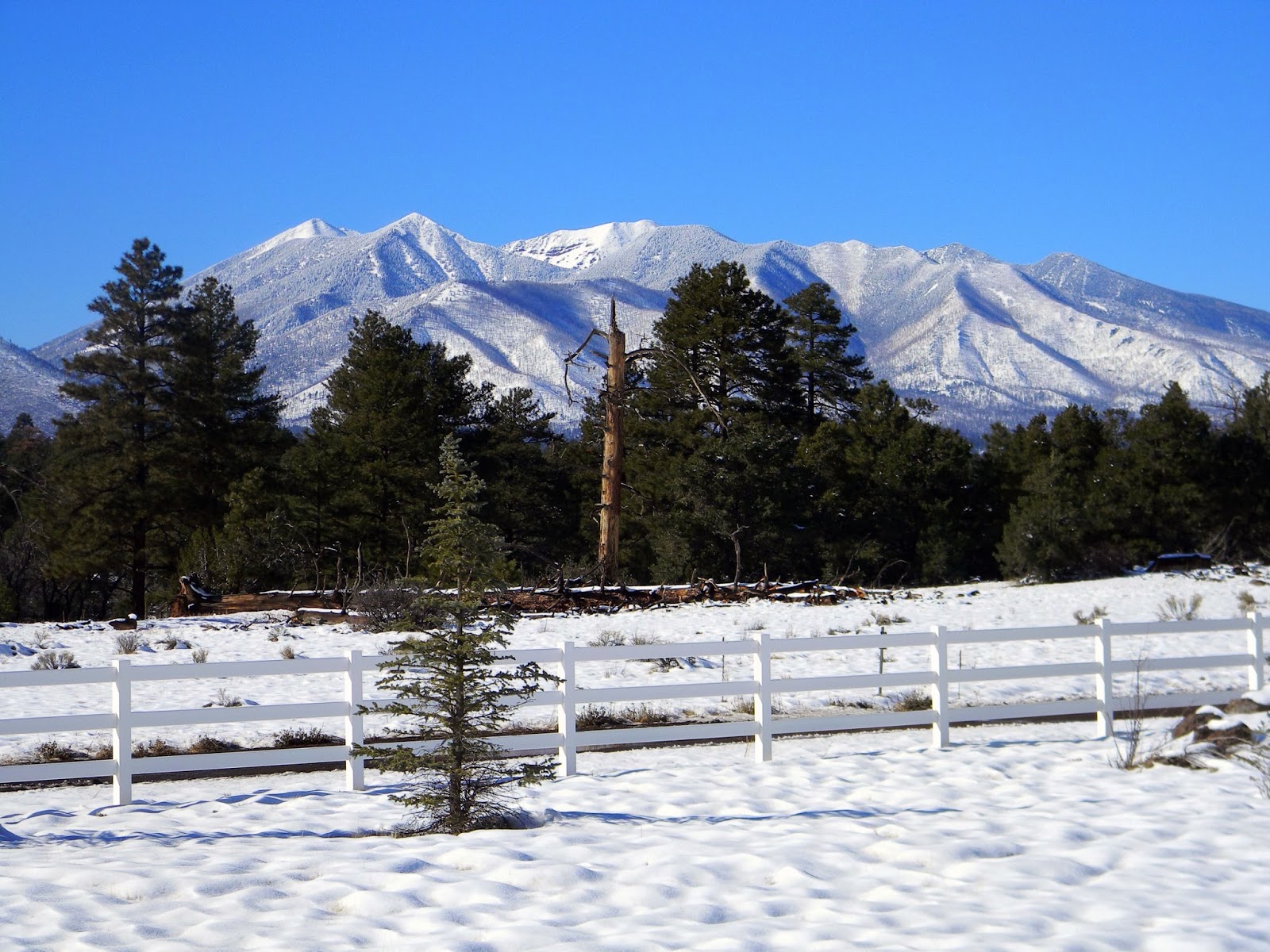 The Perfect Flagstaff Rental