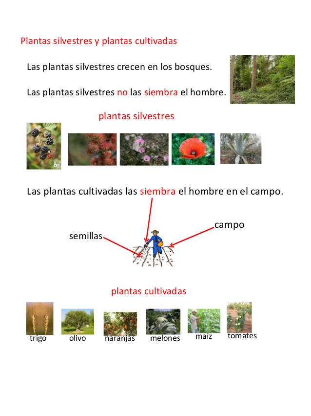La aventura de aprender As plantas silvestres e as plantas cultivadas La aventura de aprender As plantas silvestres e as plantas cultivadas