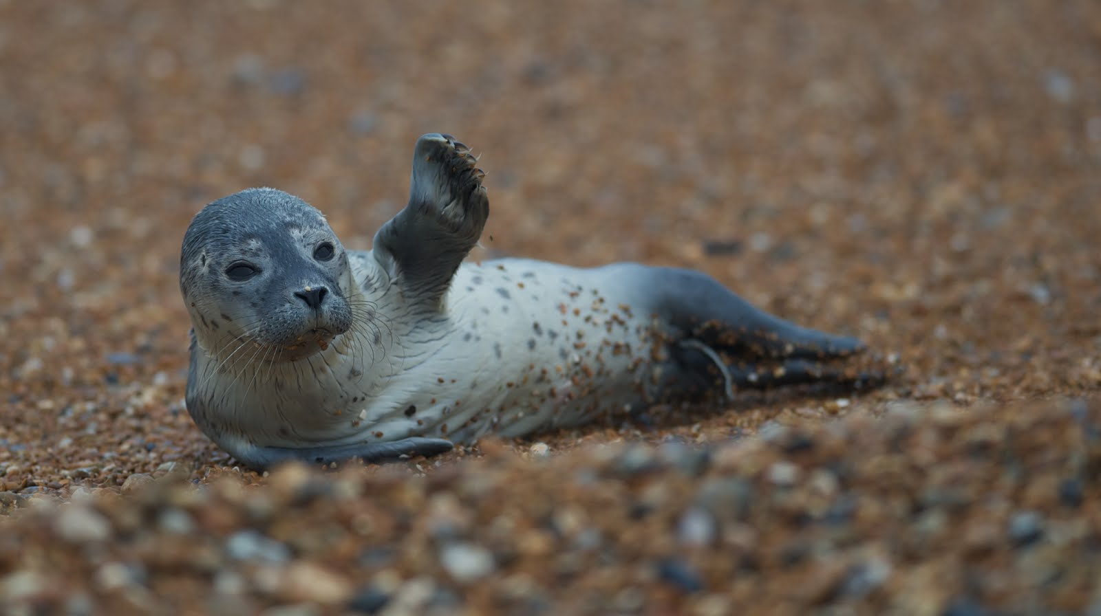 Accidental Nature Waiving or Drowning? Seal Rescue