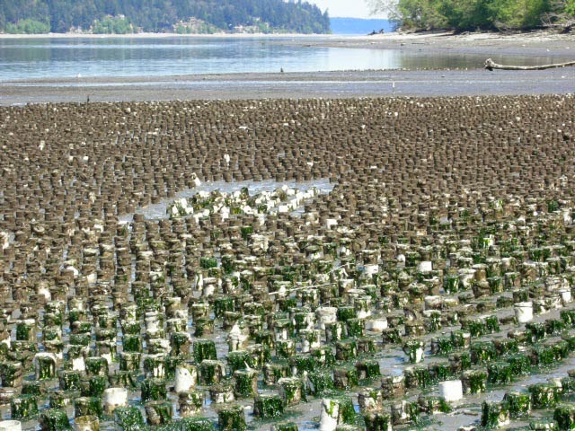 Zangle Cove Geoduck Farm