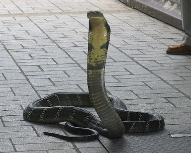 Kingcobra (Ophiophagus hannah)