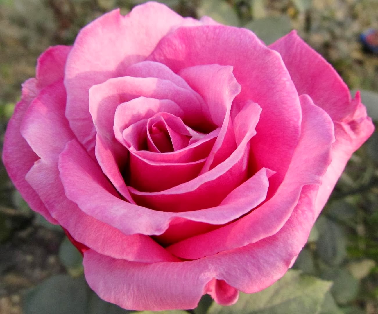 NATURAL & UNIQUE PHOTOGRAPHY: ROSE FLOWERS