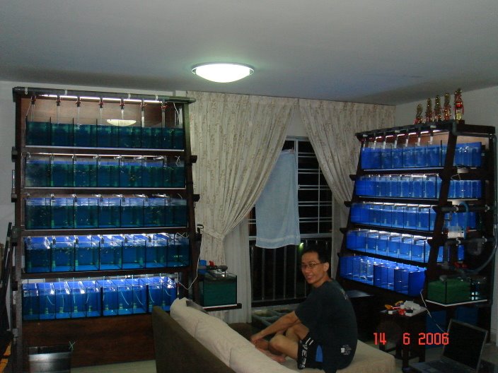 Swordtail Guppies BREEDING RACK SYSTEMS; Automation for Water Change