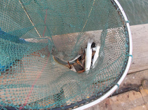 Fish catch in Chinese Fishing net.