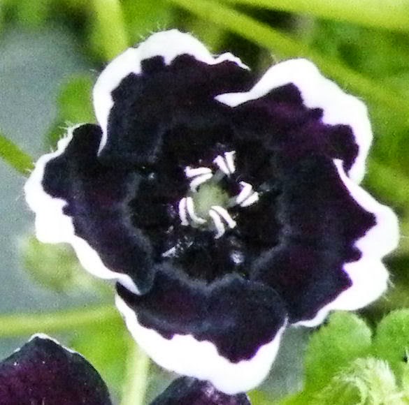 Madame Macabre: Flores negras en el mundo natural.