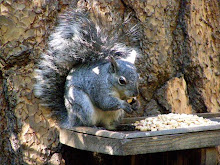 Miss Sunni, a Grey Squirrel