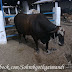 Sakran Cattle Farm 2012