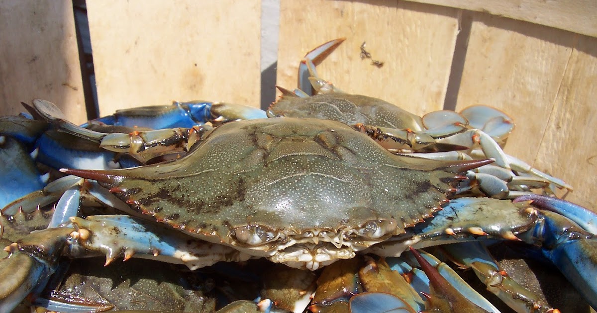 Ocean Observations: Blue Crab