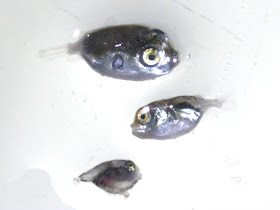 Pufferfish larvae