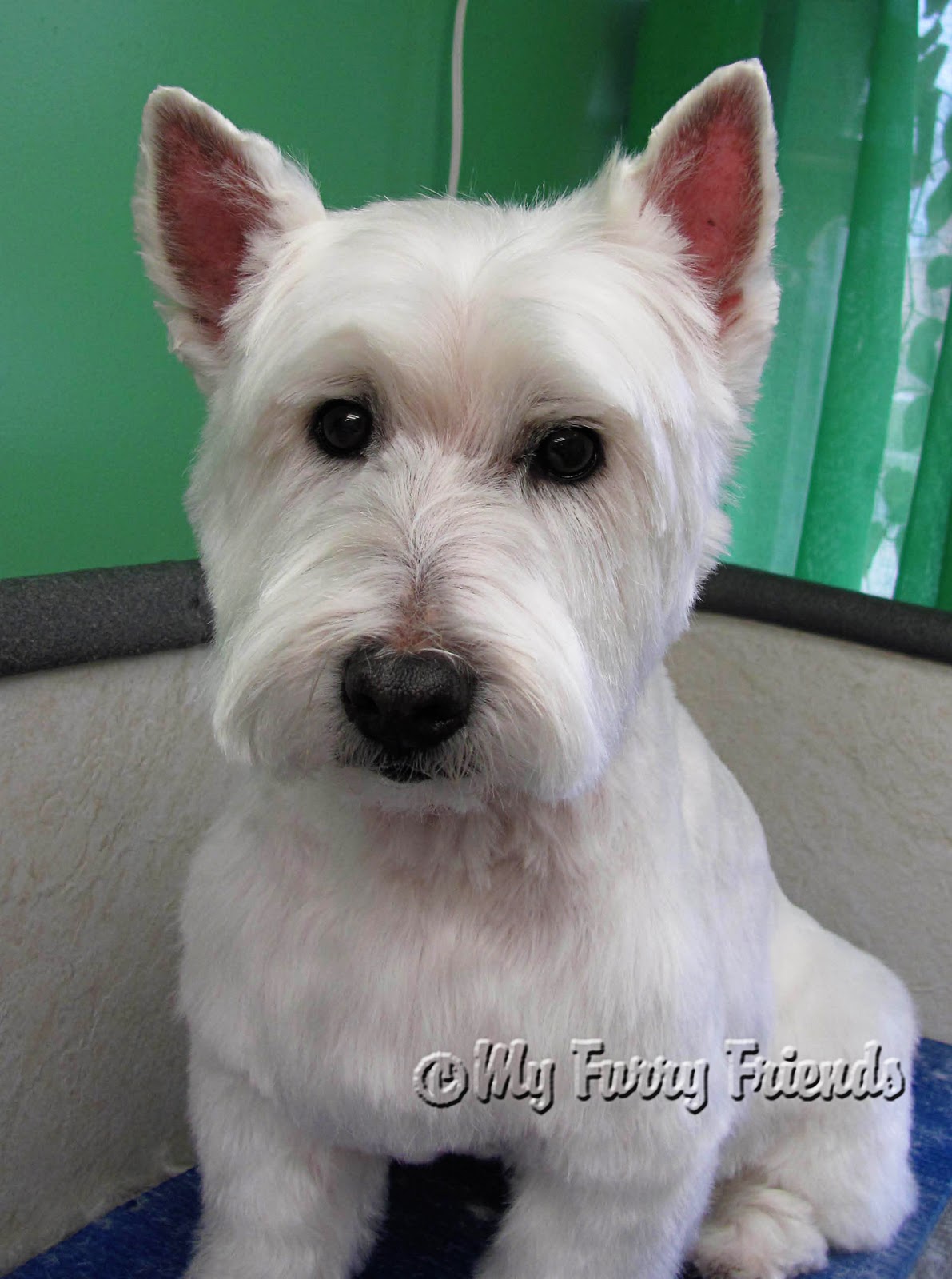 Do Westies Need Coats