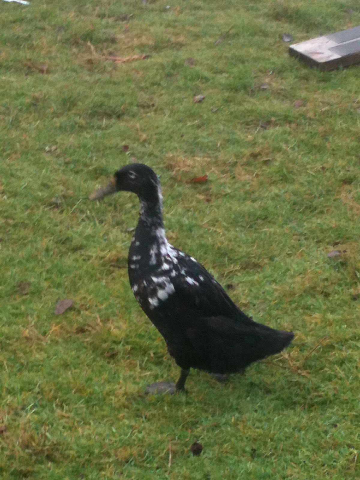 The Surprising Truth About Duck And Goose Reproduction - gmgh8bq