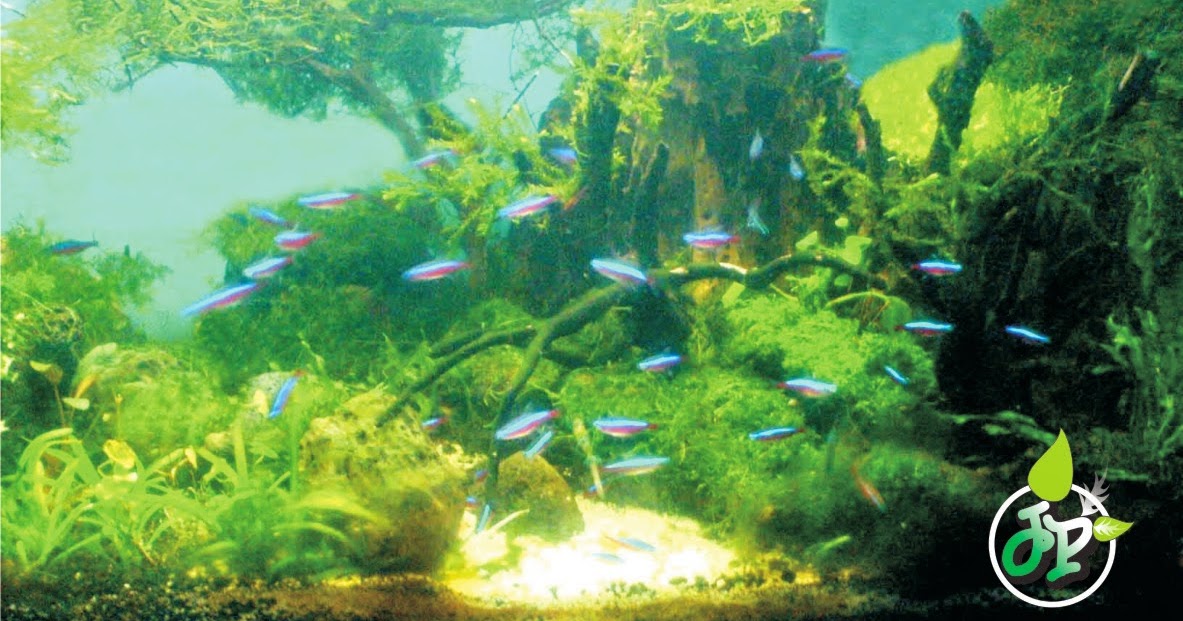 aquascape tanpa pasir aquascape tanpa co2 injection simple aquascape aquascape tanpa pasir aquascape tanpa co2 injection simple aquascape