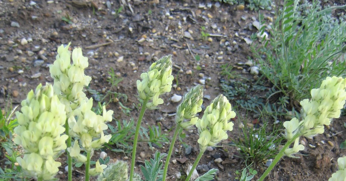The Garden Aker: Crazy About Locoweed