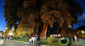 Árbol del Tule Árbol del Tule